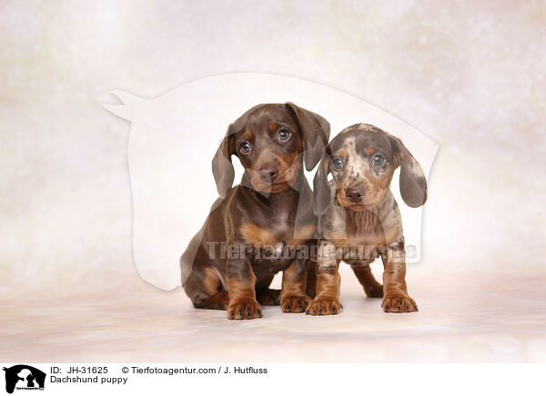 Dachshund puppy / JH-31625