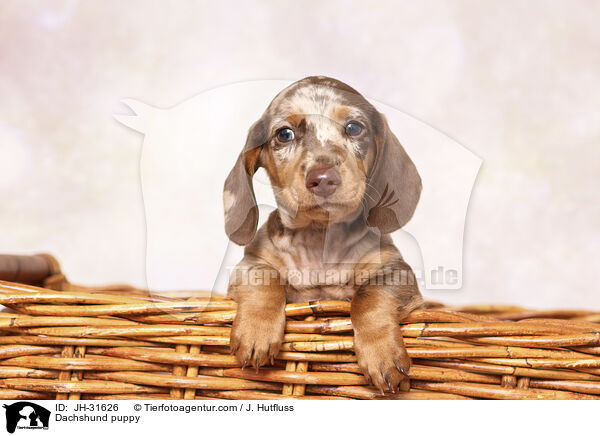 Dachshund puppy / JH-31626