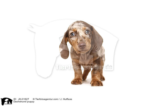 Dachshund puppy / JH-31627