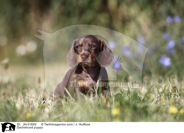 Dachshund puppy / JH-31692