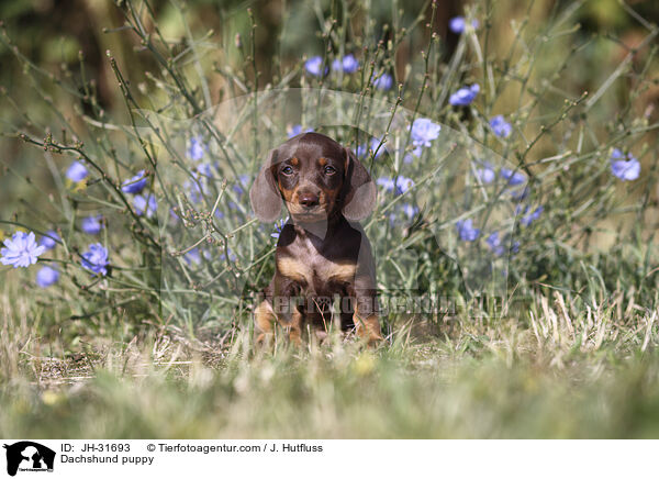 Dackel Welpe / Dachshund puppy / JH-31693