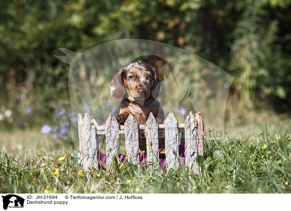 Dachshund puppy / JH-31694