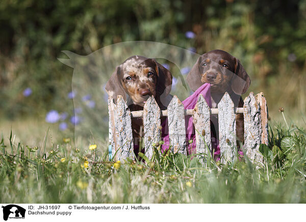 Dachshund puppy / JH-31697