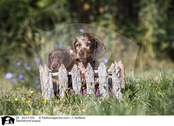 Dachshund puppy / JH-31700