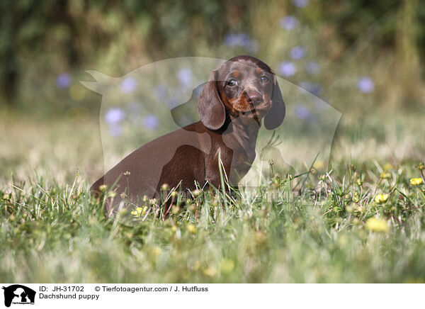 Dachshund puppy / JH-31702