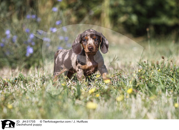 Dachshund puppy / JH-31705