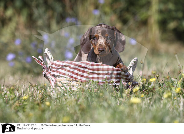 Dachshund puppy / JH-31706