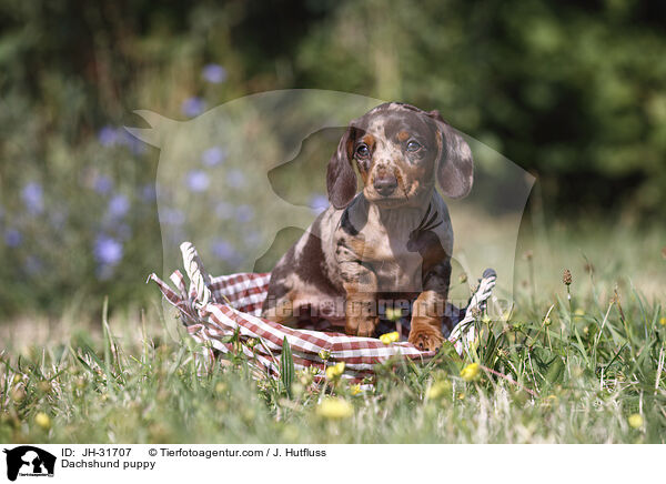 Dachshund puppy / JH-31707