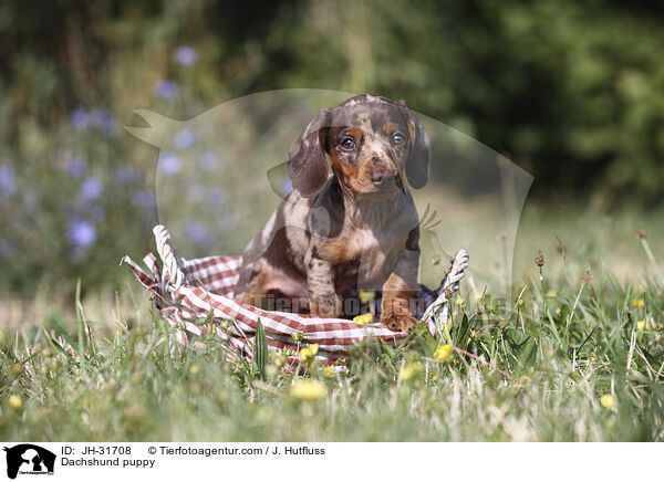 Dachshund puppy / JH-31708
