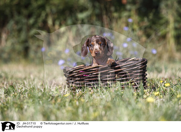 Dachshund puppy / JH-31710