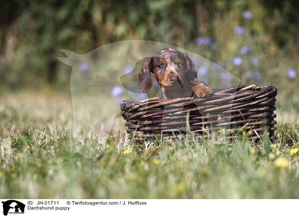 Dachshund puppy / JH-31711
