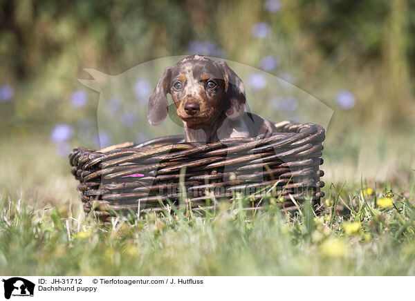Dachshund puppy / JH-31712