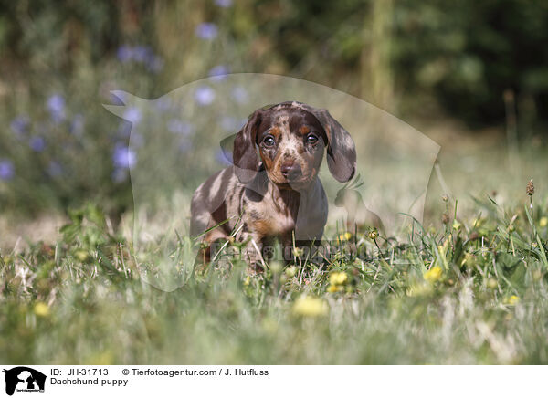 Dachshund puppy / JH-31713