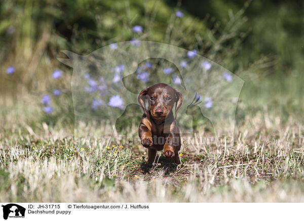 Dachshund puppy / JH-31715