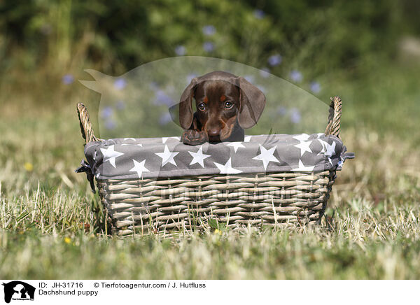 Dachshund puppy / JH-31716