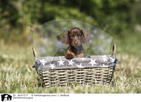 Dachshund puppy / JH-31717