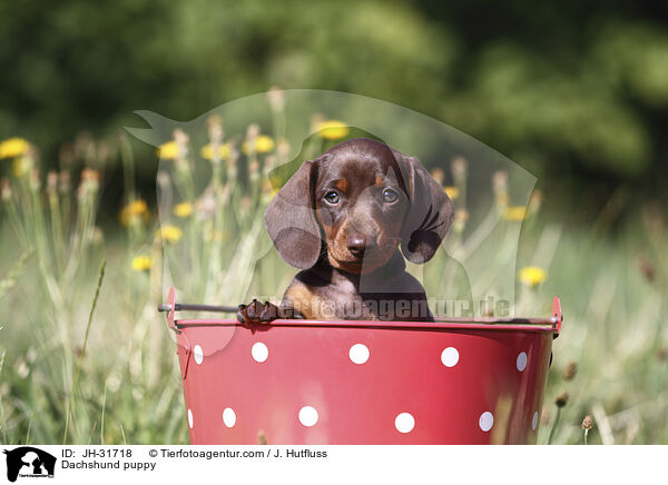 Dachshund puppy / JH-31718