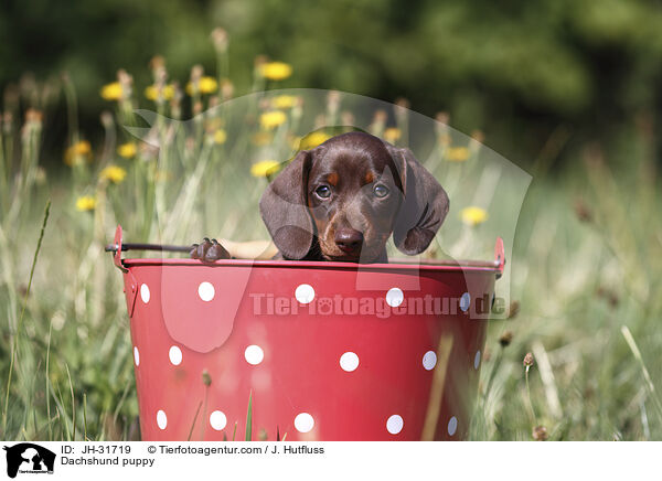 Dachshund puppy / JH-31719