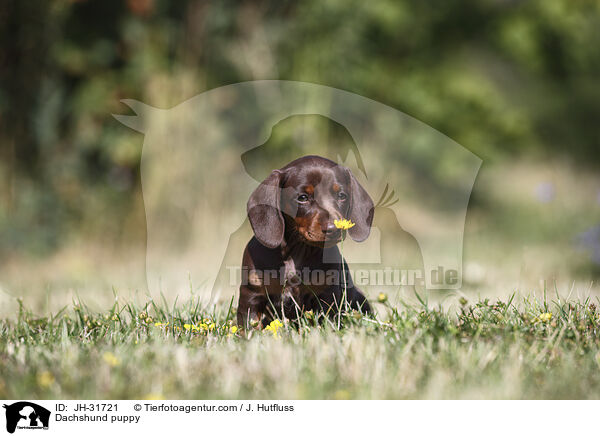 Dachshund puppy / JH-31721