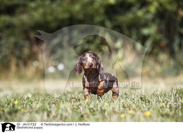 Dachshund puppy / JH-31722