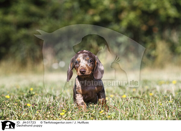 Dachshund puppy / JH-31723