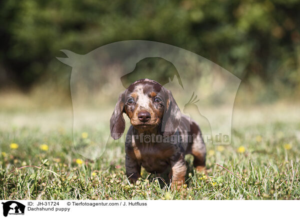 Dachshund puppy / JH-31724