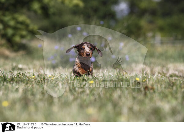 Dachshund puppy / JH-31726