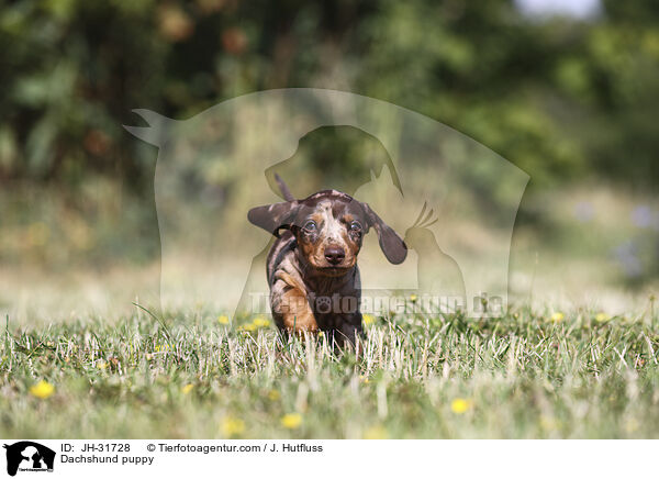 Dachshund puppy / JH-31728