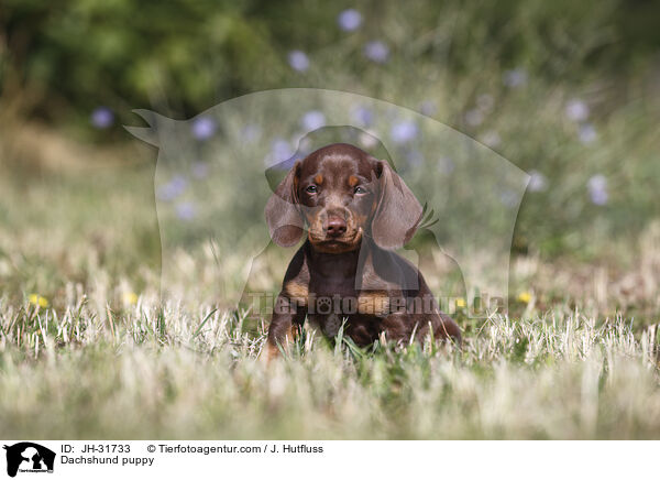 Dachshund puppy / JH-31733