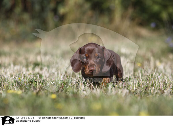 Dachshund puppy / JH-31734