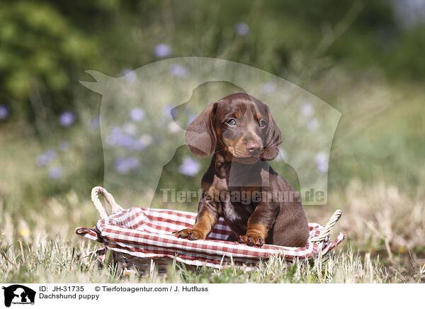 Dachshund puppy / JH-31735
