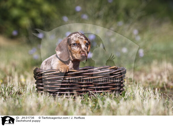 Dachshund puppy / JH-31736