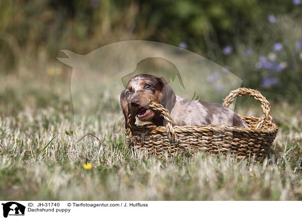 Dachshund puppy / JH-31740