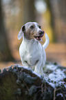 standing  American Dachshund