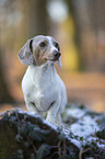 standing  American Dachshund