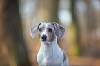American Dachshund