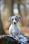 sitting American Dachshund