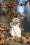 standing  American Dachshund