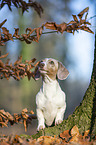sitting American Dachshund