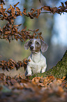sitting American Dachshund
