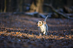 running American Dachshund
