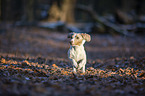 running American Dachshund