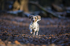 running American Dachshund