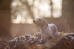 standing  American Dachshund