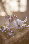 standing  American Dachshund