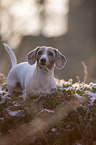 standing  American Dachshund