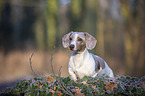 standing  American Dachshund