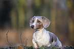 standing  American Dachshund