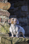 standing  American Dachshund