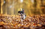 Dachshund in the autumn forest